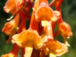 Disa porrecta flowers